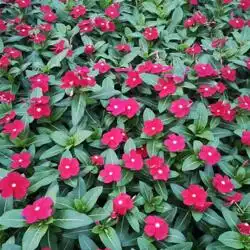  四川长春花种子价格