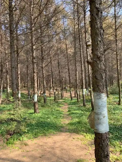  熊阿姨走访香港云南和北京,我在实地考察中打破对植树造林的想象