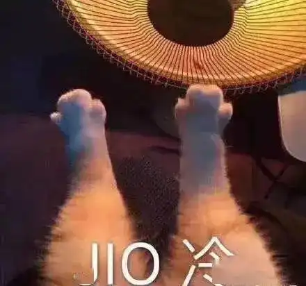  合格铲屎官为什么猫猫爱钻箱子