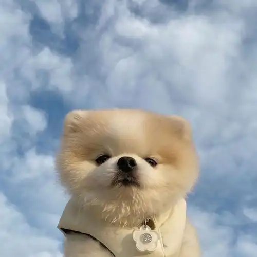  萌宠头像天空是蔚蓝色,窗外有千纸鹤
