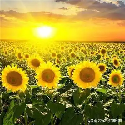 唯美幸运四叶草头像玄玉