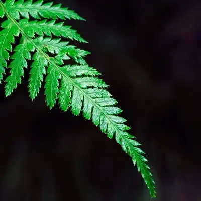  清新素雅的微信头像,绿色系小清新护眼又好看