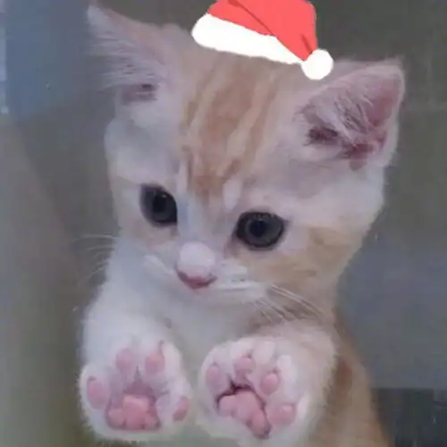 可爱猫咪头像女生霸气高