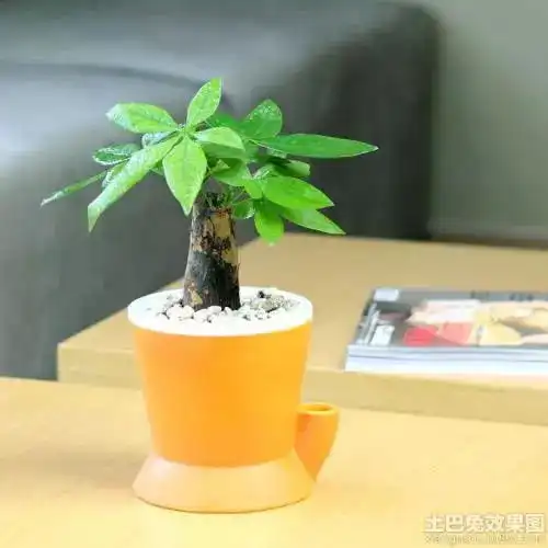  最适合办公桌的绿植,养眼又开运