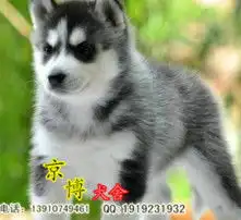  黄页88高清图片
