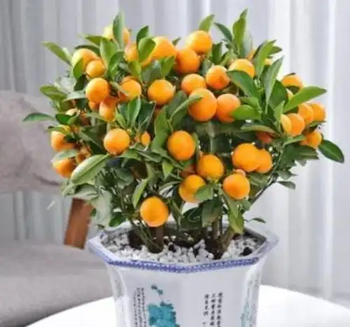  4种花最适合春天养,家里养一盆,招财纳福好运来,日子越过越好