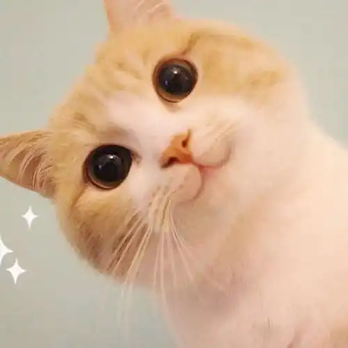  据说养猫超过3年,铲屎官都会变成神经病