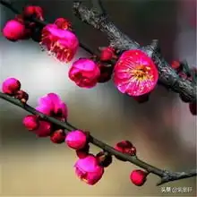  五律.梦梅