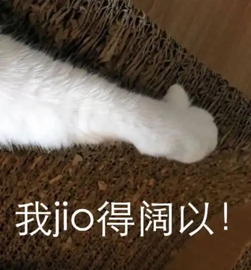  跟你认真的讲,这6种人千万别养猫