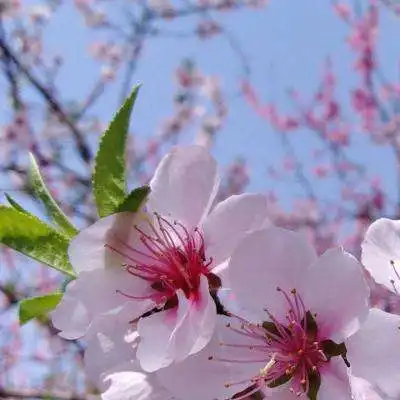  大庄家彩票