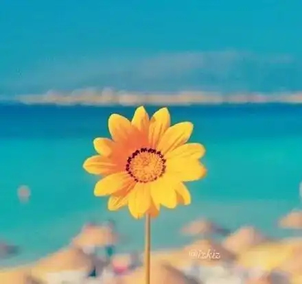女生头像花朵唯美清新向