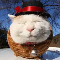  猫咪qq头像大全不同风格的猫王头像首页腾牛个性网