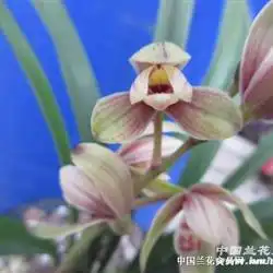  新品荷花非常漂亮