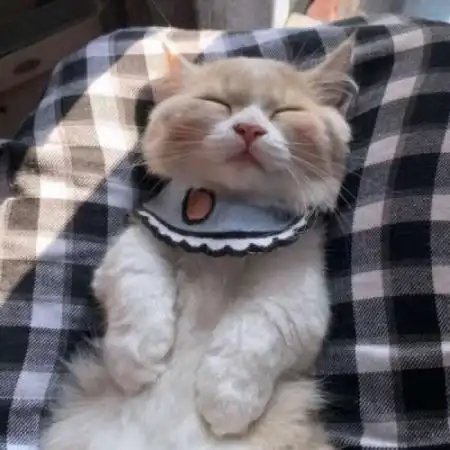  可爱动物头像,狗狗小猫猛男专属你快来吧
