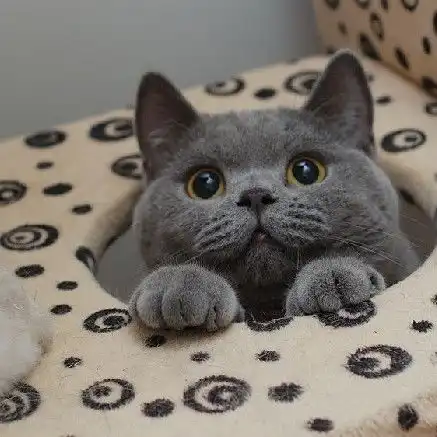  新手养猫攻略,什么品种猫咪好养
