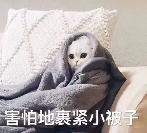  养猫家庭注意这类东西可能会危害你家猫咪