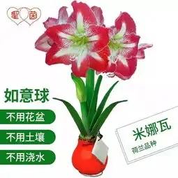 2019新版微信头像花朵花