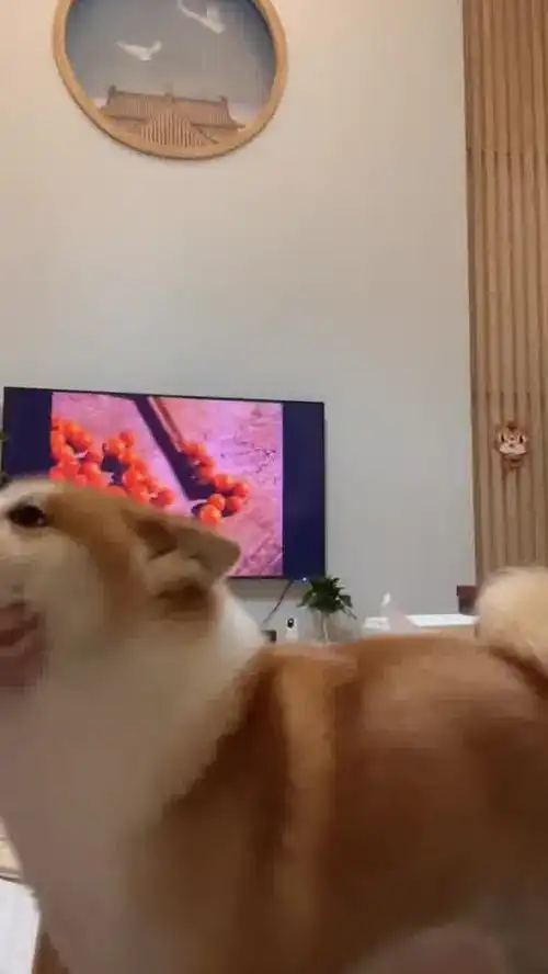  让你们看看聪聪是怎么哄女孩子开心的萌宠狗狗铲屎官的乐趣