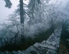  树木冰花景色图片图片素材免费下载格式jpg大小1000x792像素图片编号26101998千图网