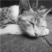  霸气猫咪头像图片微信头像图片大全