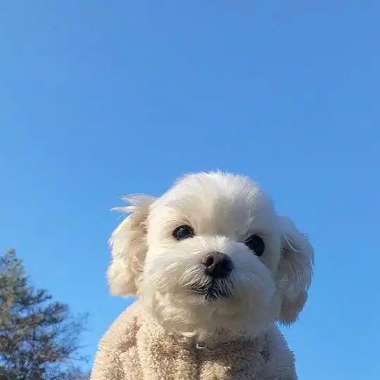  的相册小动物都是治愈系