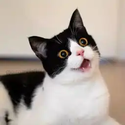  一组牛奶猫图片,送给许久没有换头像的你们