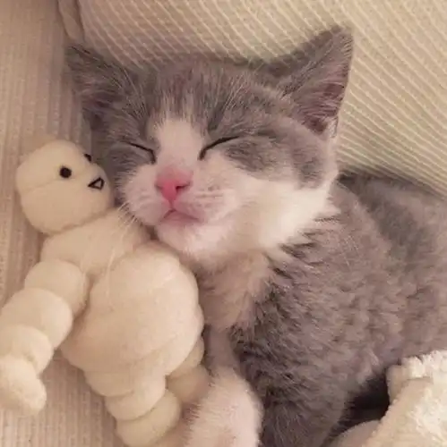  新手养猫,如何教会两个月大的幼猫使用猫砂盆