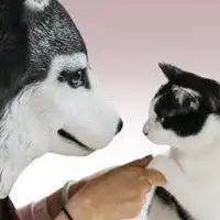  猫咪和哈士奇情侣头像微信头像图片大全
