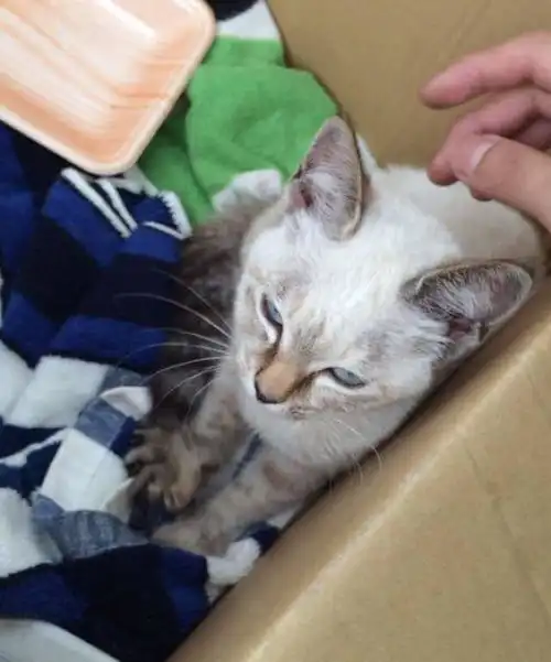  流浪小猫死死抓住男子裤腿,一直纠缠男子领回家