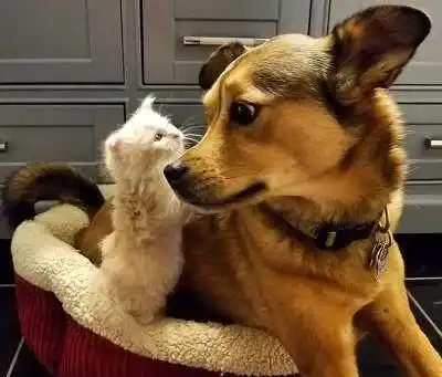  网友救下的三只小奶猫成功地虏获了狗子的芳心,这个家热闹了