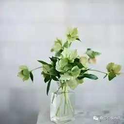  2017微信头像花草,那些花儿