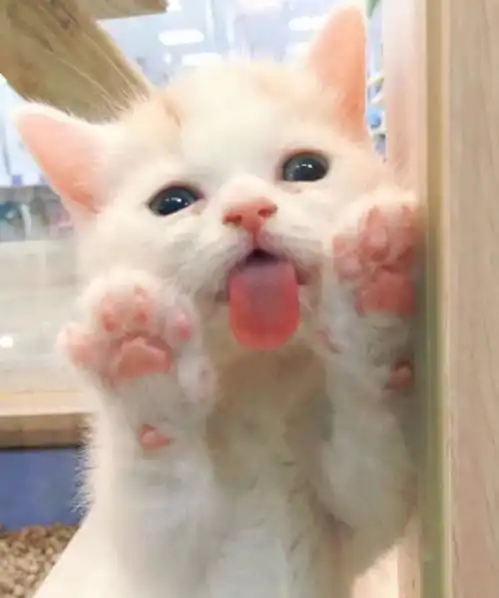  如何度过小猫到来的第一天