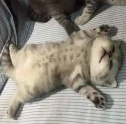  买了一只小奶猫,喂养8个月后画风突变,闺蜜看后这还是猫