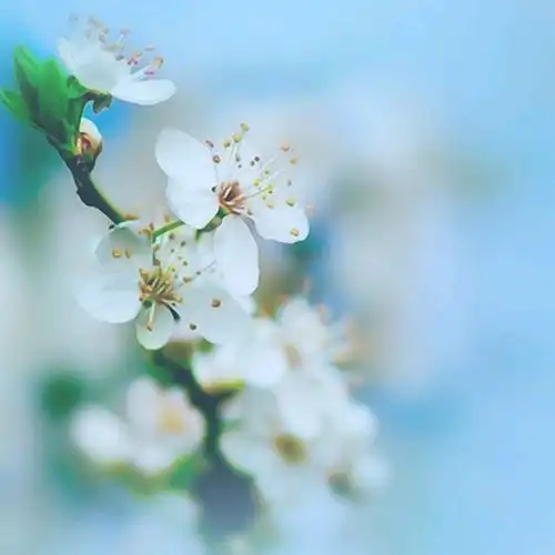  白色的水仙花