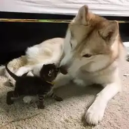  猫咪被哈士奇拉扯大后,打心底里拒绝自己是只猫