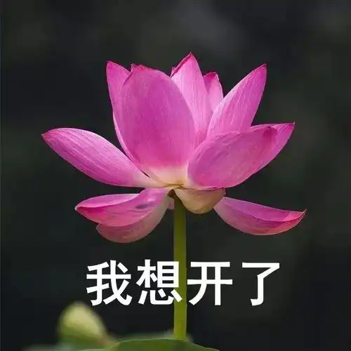 微信头像是花草表明了什