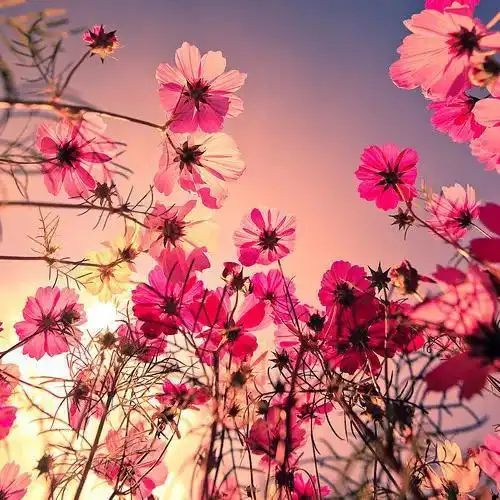  分享图片花开美景图