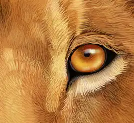  动物插画狮子