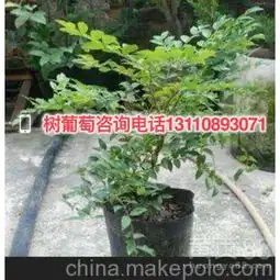  楚雄市树葡萄怎么种植好的-黄页88网