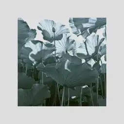  花草集
