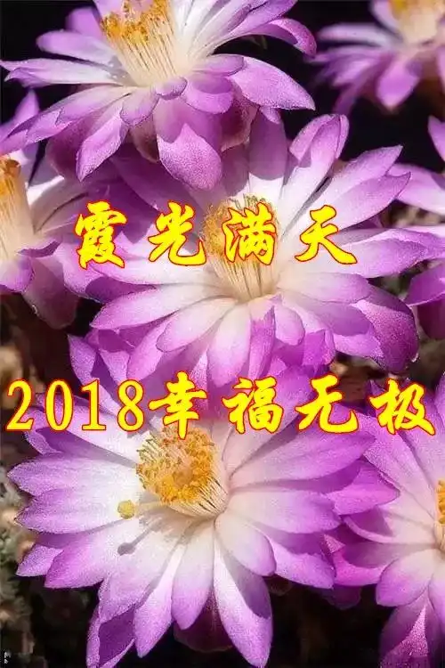  2017年的钟声已经敲响我把最真挚的祝福送给您