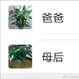  长辈迷惑头像大赏,简直不敢相信自己眼睛