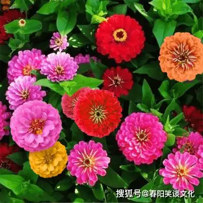  越老越清闲的四大生肖女,一生平安长寿大富大贵,子女孝顺有出息