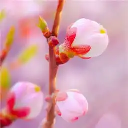  最美花草图片头像微信头像2018唯美风景头像图片微信头像