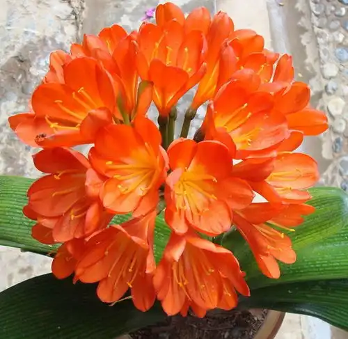  3种干净花,既好养又大气,屋里养一盆,家里干净了,好运自然来