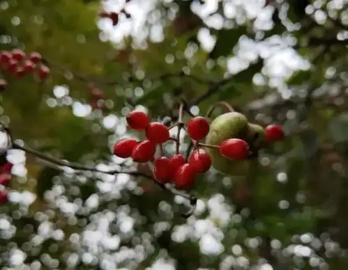  九九重阳,步步登高这才是爸妈喜欢过的节