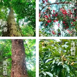  130多家单位报名植树节厦门这座义务植树基地人气旺