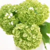  微信头像花朵,室内花卉植物图片大全