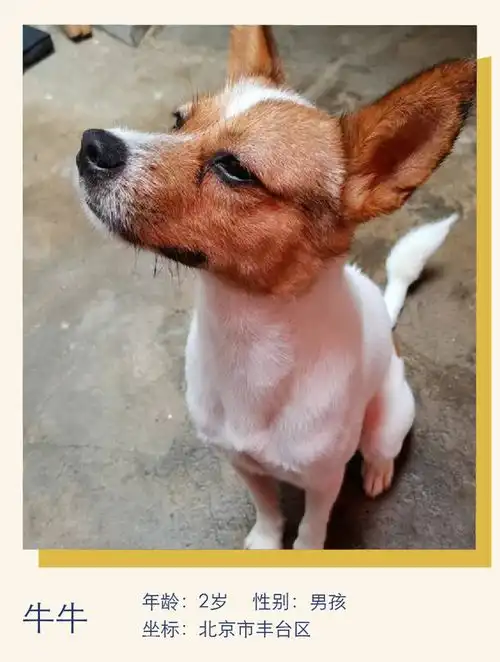  懂事小奶狗,寻位有缘人萌宠寻人启事