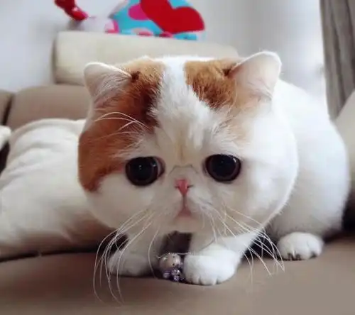  你知道猫咪为什么喜欢舔毛吗